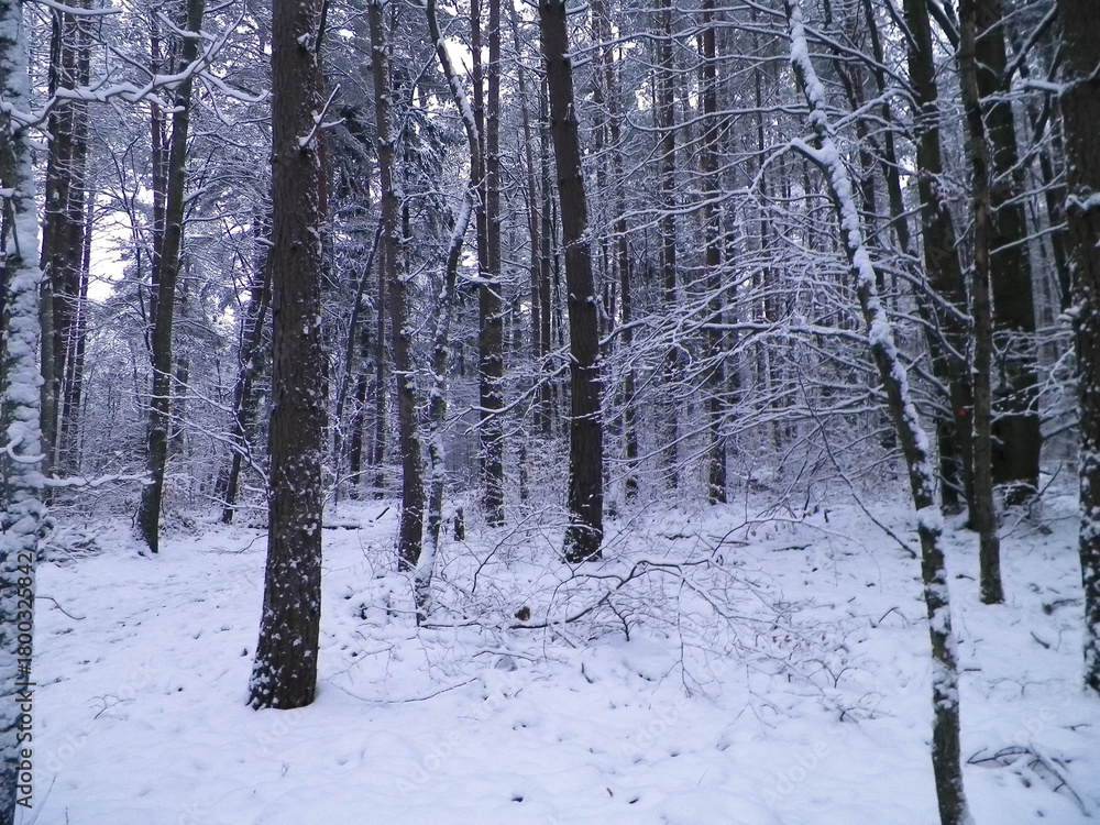 Fototapeta premium Winter forest landscape.