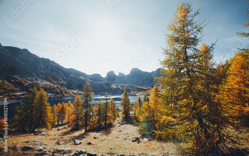 autumn forest in the mountains