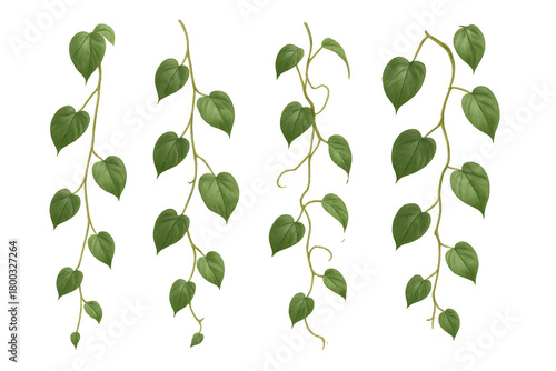 Green vines with heart-shaped leaves growing, natural botanical decoration, climbing plant foliage, transparent background
