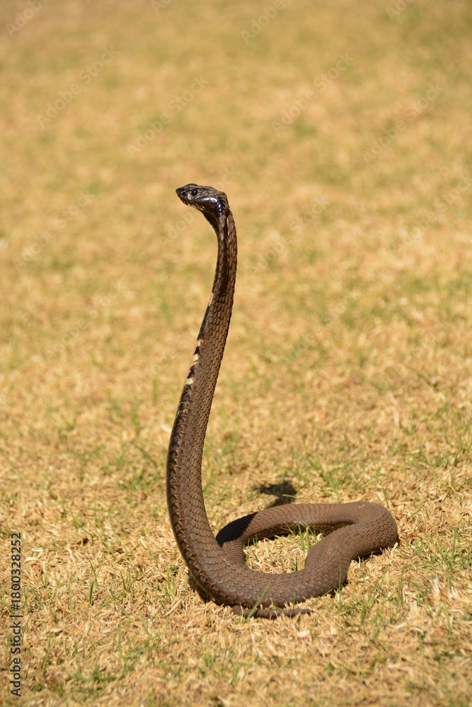 Fototapeta premium snake in the grass(Rinkhals snake)