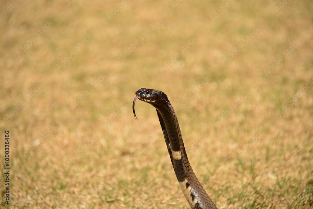 Naklejka premium Rinkhals snake
