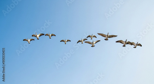 low-angle shot of birds flying overhead, crisp sky, symbolic freedom