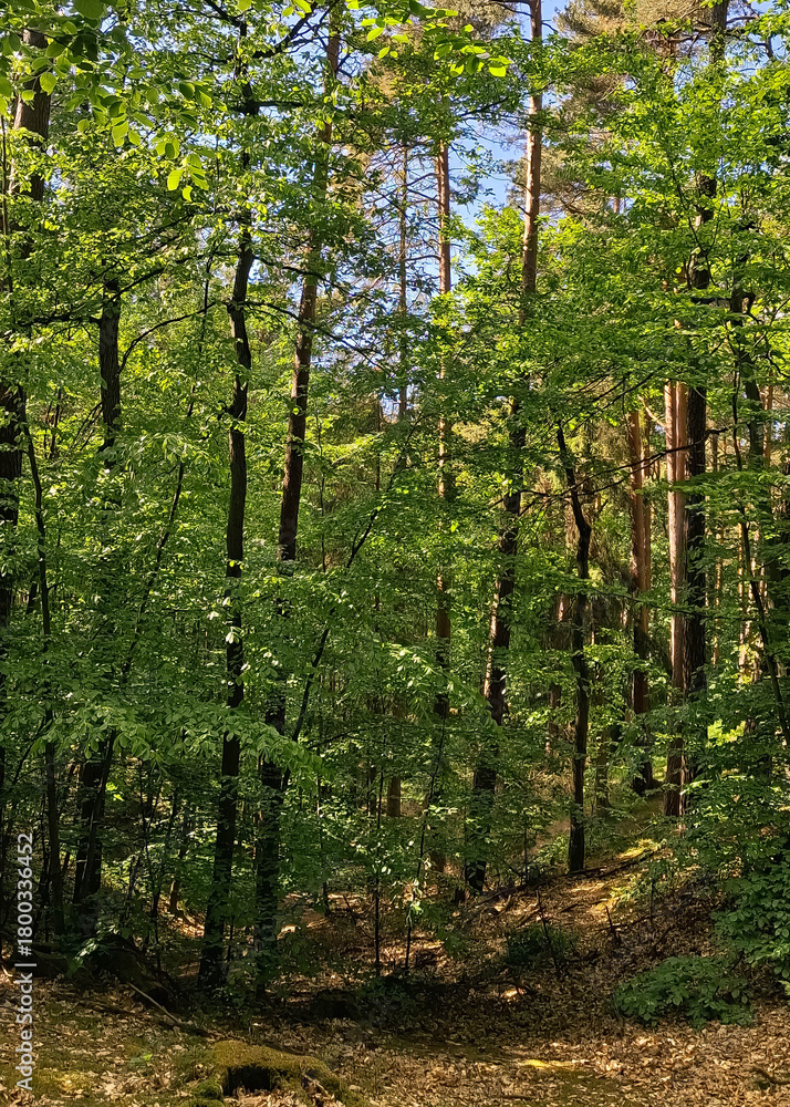 Obraz premium Wild forest in northern Poland.