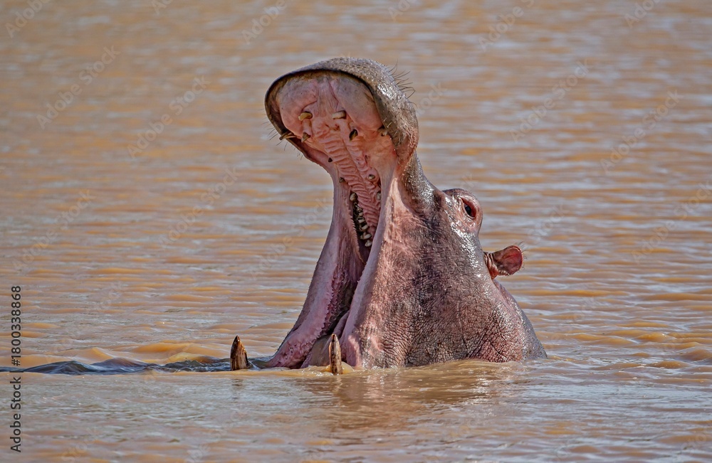Fototapeta premium In times of danger, the Hippos (Hippopotamus amphibian) makes a show of strength by opening its huge mouth wide and showing its teeth.