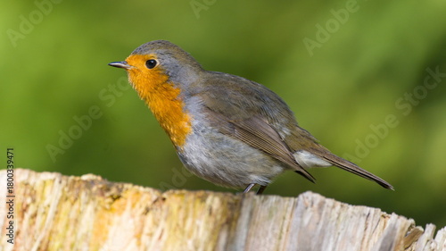 robin close up