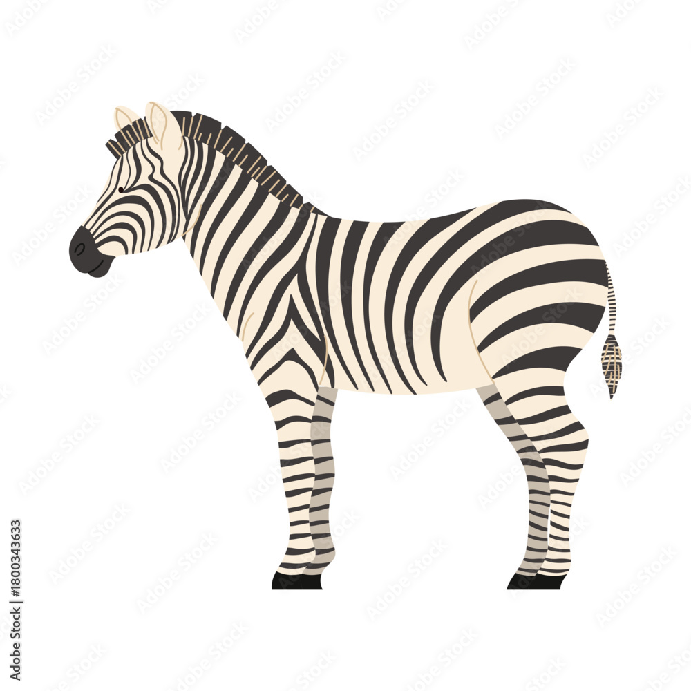 Obraz premium Side view of an isolated African zebra with black and white stripes on white background vector illustration