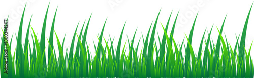 Grass Illustration