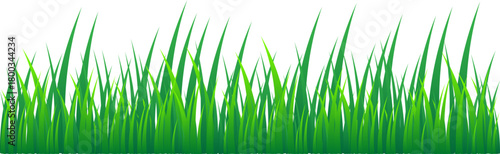 Grass Illustration
