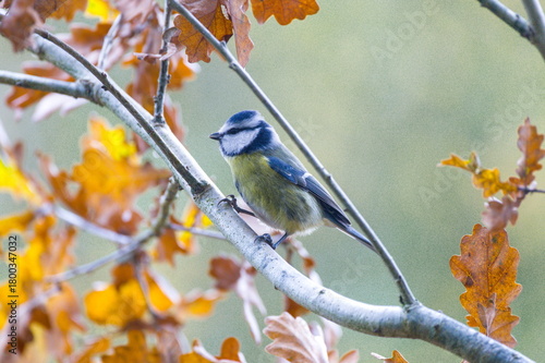 blue tit in autumn