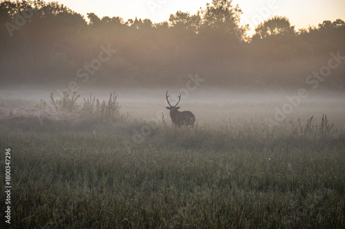 朝靄の中に佇む牡鹿のシルエット