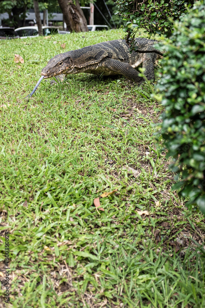 Obraz premium Giant monitor lizard in a famous urban park in Lumpini Park, Bangkok, Thailand