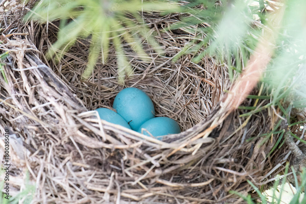 Obraz premium American Robin nest eggs
