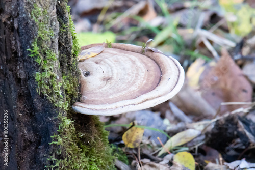 Top closeup Artist's Conk mushroom