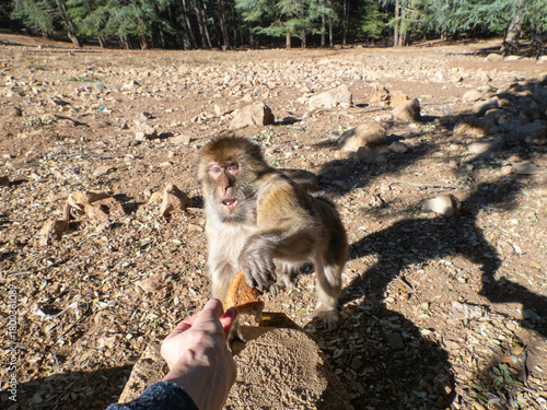 Tableau sur toile Barbary macaque (Macaca sylvanus), the Middle Atlas mountains, at Azrou, Morocco