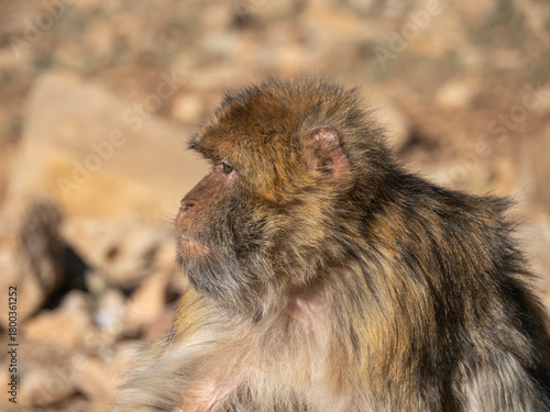 Canvas Print Barbary macaque (Macaca sylvanus), the Middle Atlas mountains, at Azrou, Morocco