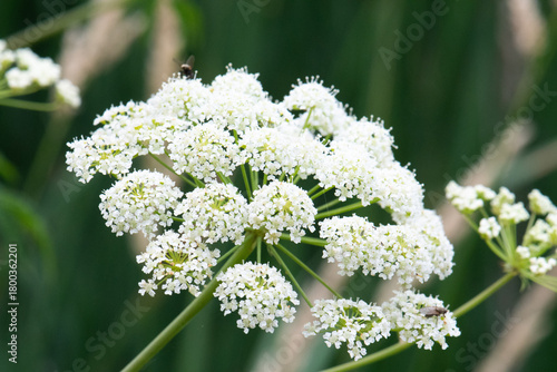Tableau sur toile Spotted water hemlock (Cicuta maculata)