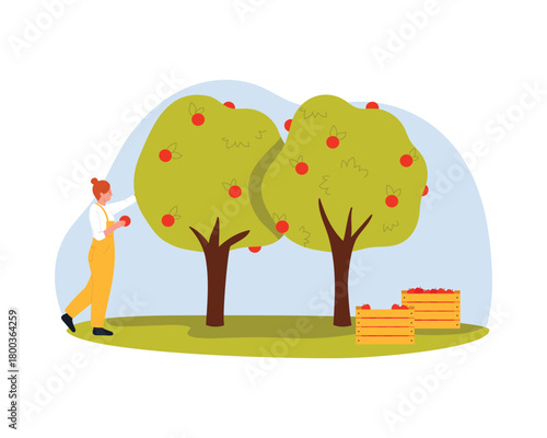 Isolated scene of a woman picking apples from trees for apple juice production vector illustration