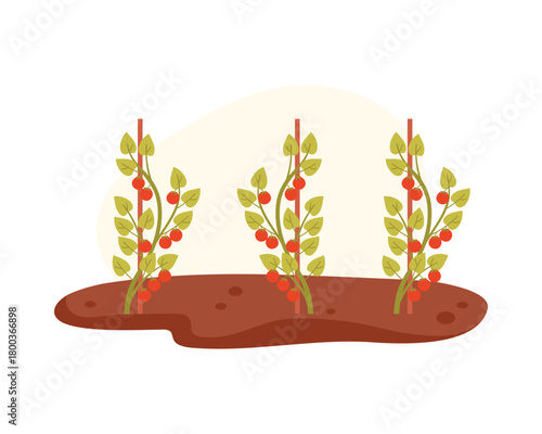Isolated tomato plants growing in soil, representing the first stage of ketchup production vector illustration