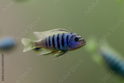 Vibrant Cichlid Fish Swimming in Soft Green Water