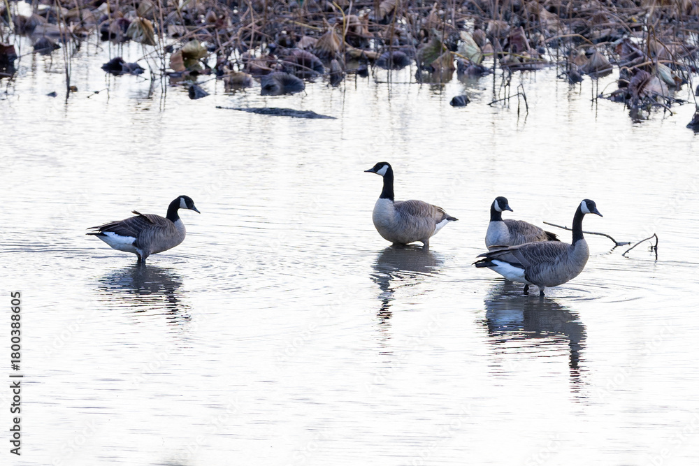 Fototapeta premium canada goose and geese