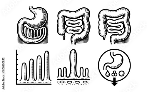 Detailed diagram of human digestive system with infographic elements