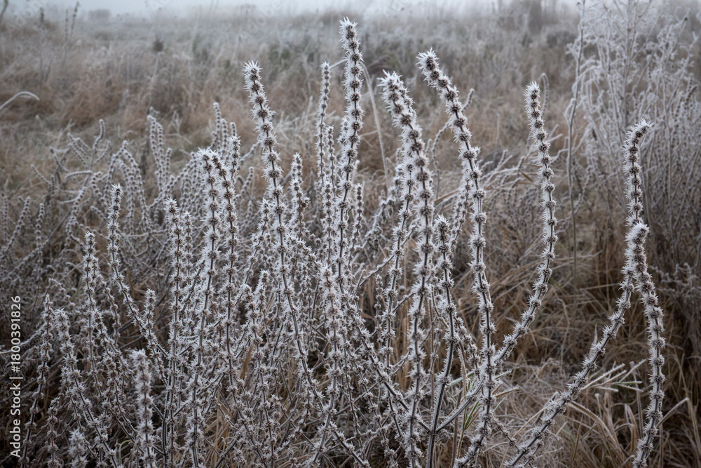 Fototapeta premium frost on grass