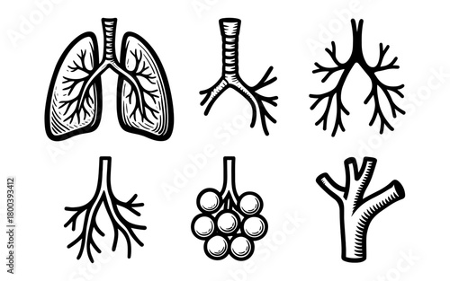 Hand drawn anatomical lung and bronchial tree elements collection