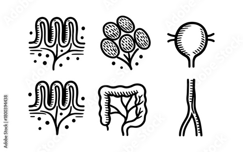 Hand drawn digestive system elements: colon, intestine, villi, ducts
