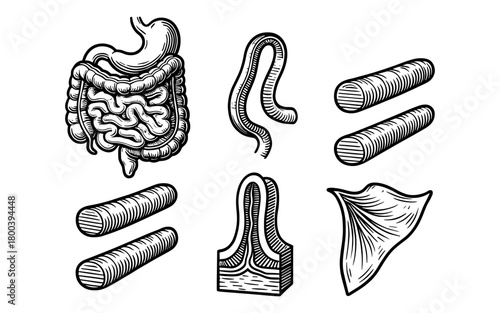 Hand drawn digestive system elements and macro shots in black and white