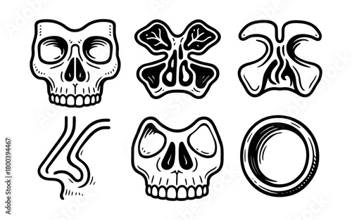 Skull and sinus anatomy: hand drawn style for medical diagrams and educational materials