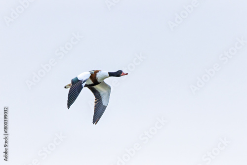 Photography Common Shelduck (Tadorna tadorna) Coastal Estuary and Mudflat Dweller at Bull Is