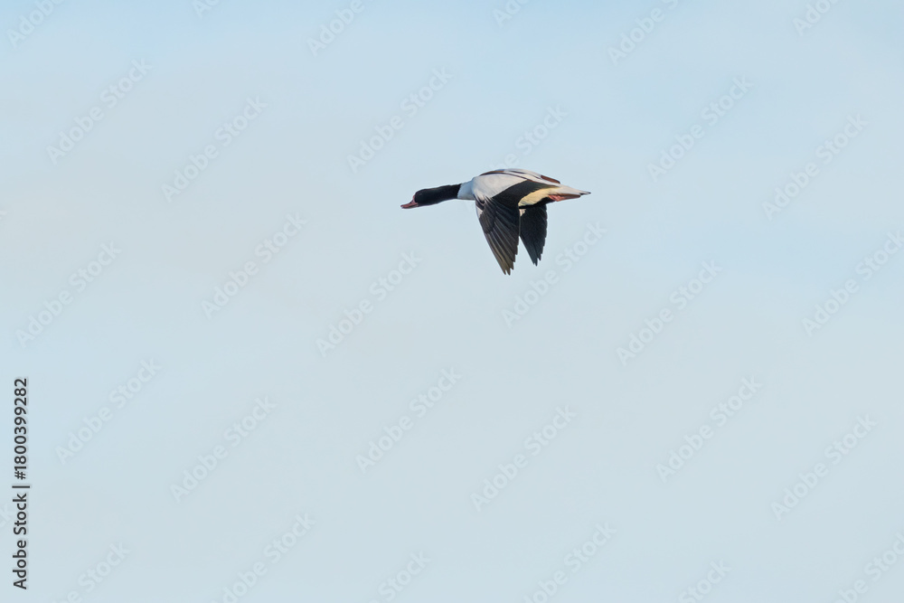 Fototapeta premium Common Shelduck (Tadorna tadorna) Coastal Estuary and Mudflat Dweller at Bull Island Dublin