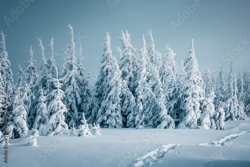 Incredible snow-covered fir trees on a hillside under a serene sky of frosty weather. Concept of winter vacation in wild places.