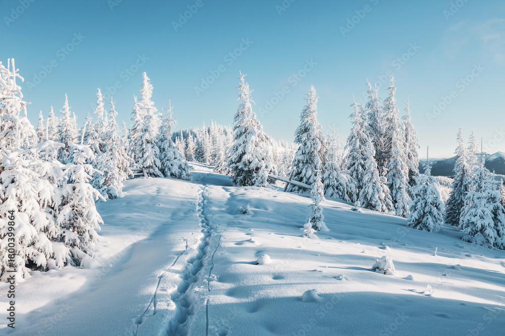 Fototapeta premium Gorgeous snow-covered pine trees blanketed in fluffy white snow after a heavy snowfall. Aesthetic image of fabulous place.