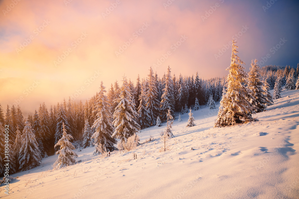 Naklejka premium Soft pink and blue hues fill the winter scene at dawn creating a quiet atmosphere in the forest. Aesthetic image of fabulous place.