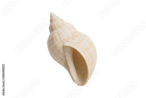 Whelk seashell showcasing natural spiral shell structure, marine mollusk beauty, ocean life, transparent background