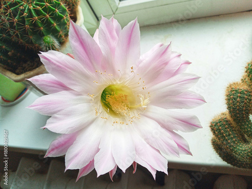 A large, delicate pink and white cactus flower blooms indoors on a windowsill next to its spiky plant