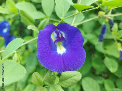 This high-quality image features the striking purple-blue flowers of the Butterfly Pea plant, set against lush green foliage. The flower's unique shape and vivid color make it a stunning natural.