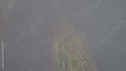 雨後の川辺に揺れる水草の季節感ある風景