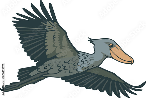 Shoebill (Balaeniceps rex) soaring above the sky near Mabamba, Lake Victoria, Uganda