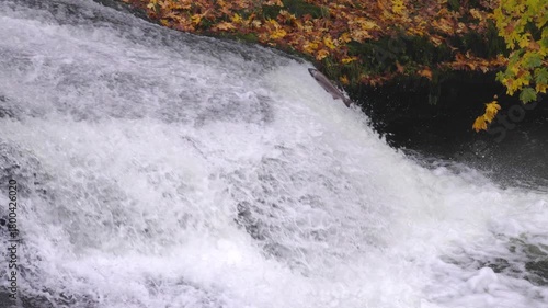 Slow motion of Salmon attempting to jump up waterfalls along Lake Creek in Oregon during fall migration