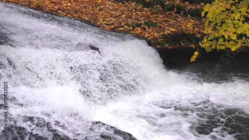 Slow motion of Salmon attempting to jump up waterfalls along Lake Creek in Oregon during fall migration