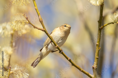 Small songbird Common chiffchaff, Phylloscopus collybita looking for food on the branches of a blooming Willow in Estonian nature