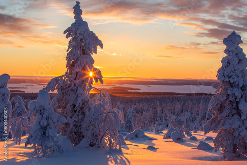 Winter sunrise with snowy trees at Riisitunturi National Park in Northern Finland. Trees under heavy loads of snow	