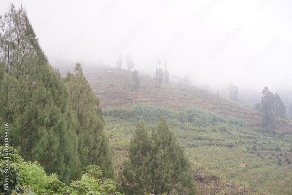 Fototapeta premium Tranquil panorama of misty hills adorned with vibrant green trees and terraced fields, an ethereal landscape veiled in soft morning fog