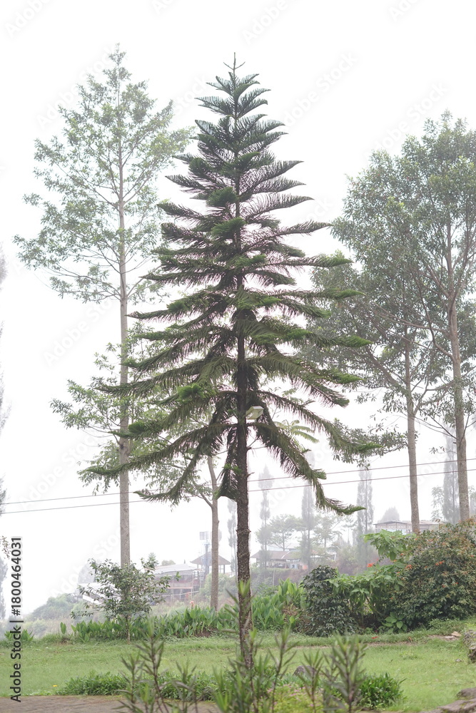 Fototapeta premium Towering evergreen tree with unique horizontal branches reaching towards the sky, set against a blurred natural backdrop, evoking a sense of tranquility and natural grandeur
