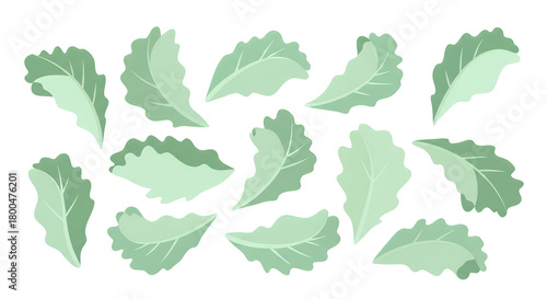 Fresh Leafy Greens Vector Illustration of Various Lettuce Leaves for Culinary and Design Uses