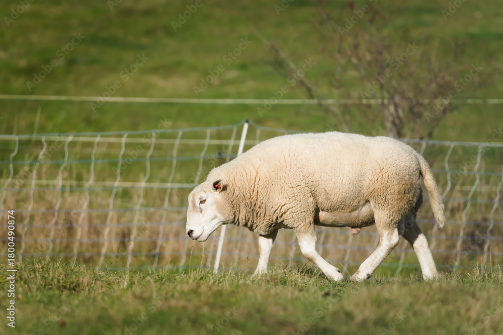 Obraz premium Domestic Sheep (Ovis aries) adult ram walking on pasture.