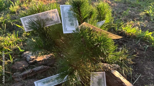 Money on tree. Mugo pine tree with dollars on branches. Dollar bills growing on tree. Money growing on tee. Dollars bill leafs. Dollar tree. concept of investment, financial literacy, savings. 