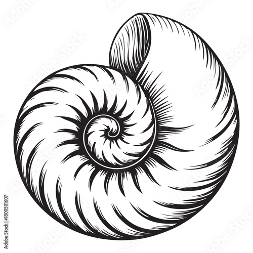 Detailed ink drawing of a nautilus shell spiral